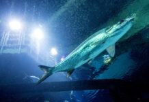 push gaming Spieleliste